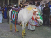 festival horse hari